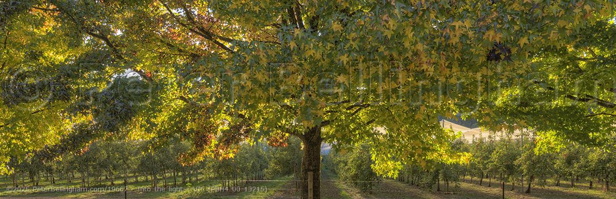 Peter Bellingham Photography Into the light - VIC (PBH4 00 13215)